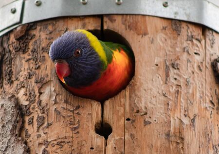 The parrot peeks out of his birdhouse. Trichoglossus haematodusの写真素材