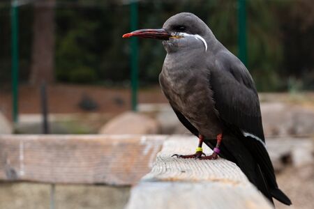A single female Larosterna Inca standing on a wooden ground.の写真素材