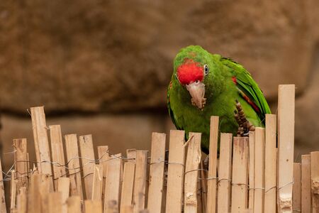 Andean Macaw Parrot stands on bamboo laths. (Psittacara Frontatus)の写真素材