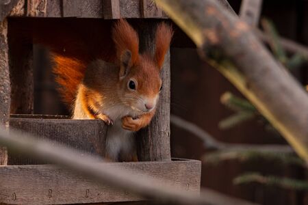 Squirrel holding heart and looking out of wooden feeders. (Sciurus vulgaris)の写真素材