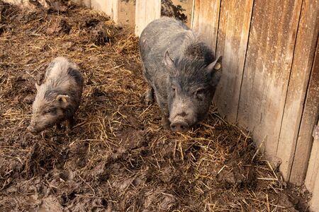 Gottingen minipigs. Sus scrofa domesticusの写真素材