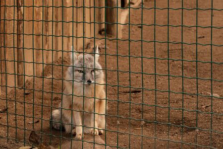 Corsac sits and looks from behind a green fence. Vulpes corsacの写真素材