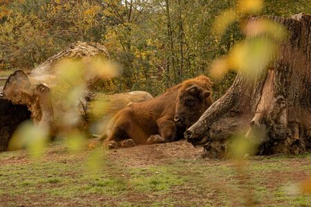 View from behind the leaves of a bison resting next to a large wooden stump. Bison bonasusの写真素材