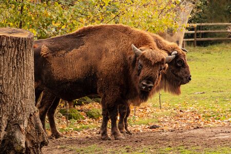 Two buffalo standing in a park from which one looks directly one looks around. Bison bonasusの写真素材