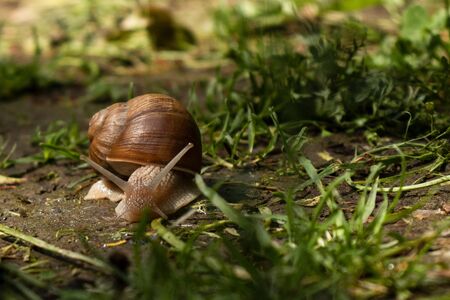 The garden snail crawling around the grass (Helix pomatia)の写真素材