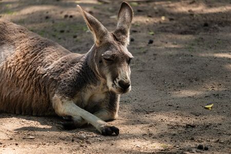 Kangaroo resting in a semi-shade and one of the claw rests on the groundの写真素材