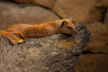 The Yellow Mongoose lies on a wooden stump. (Cynictis penicillata)の写真素材