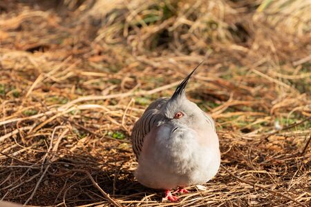 Pigeon sitting on dry grass. (OCYPHAPS LOPHOTES)の写真素材