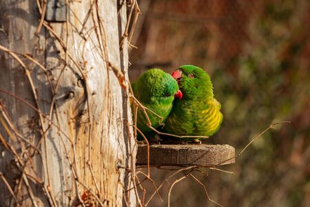 Parrots clean each other's beaks. (Trichoglossus chlorolepidotus)の写真素材