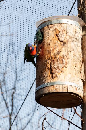 Parrot holding claws on birdhouse (Trichoglossus moluccanus)の写真素材