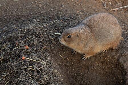 Black Tailed Prairie Dog (Cynomys ludovicianus)