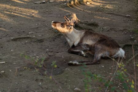 Rangifer tarandus fennicus lies on the ground and resting.の写真素材