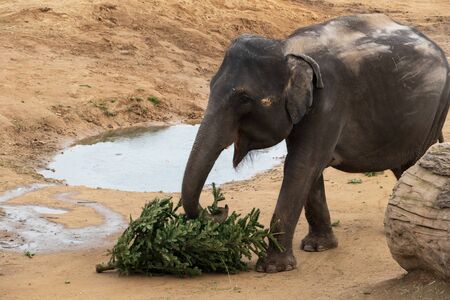 Indian elephant with christmas tree in Prague zooの写真素材