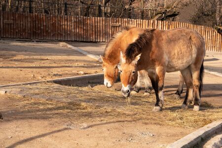 Przewalski's horse also called Mongolian horse or Dzungarian horse,の写真素材