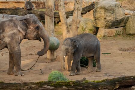 Indian elephant with cubの写真素材