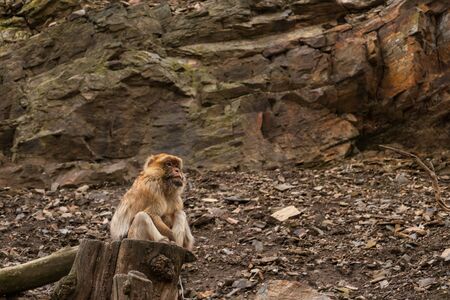 Barbary macaque sits on tree stump and looks ahead.