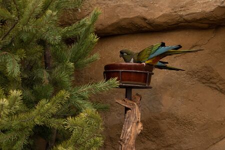 Parrot is leaning over a bowl. The burrowing parrot belongs to the monotypic genus Cyanoliseus, but...