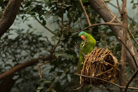 Parrot bird sitting on a nest in the jungle with a sprig of claws. The Blue-naped Parrot (Tanygnathus lucionensis).の写真素材