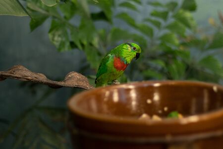 bird sitting on a porcelain feeder
