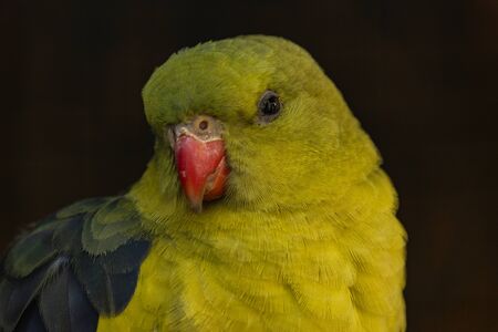 Portrait of parrot. The regent parrot or rock pebbler is a bird found in southern Australia....