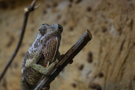 Chameleon standing on a branch. Furcifer oustaletiの写真素材