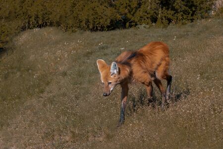 The maned wolf walks through the meadow. (Chrysocyon brachyurus)の写真素材