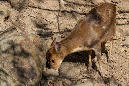 Muntiacus reevesi is looking for food among the stones. Barking deer from Asiaの写真素材