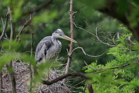 Gray Heron standing in a nest in the treetops. It is the largest representative of herons in Europe. (Ardea cinerea)の写真素材