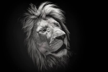 Portrait of a beautiful lion with eyes closed, on the black background. King of animals