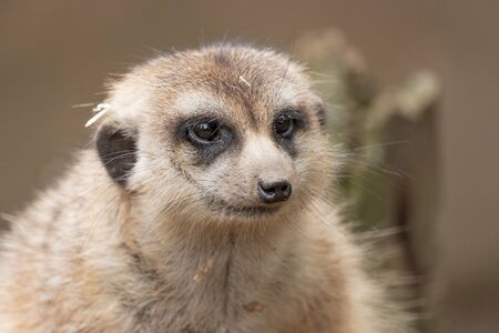 Portrait of a cute meerkat or suricate (Suricata suricatta)の写真素材