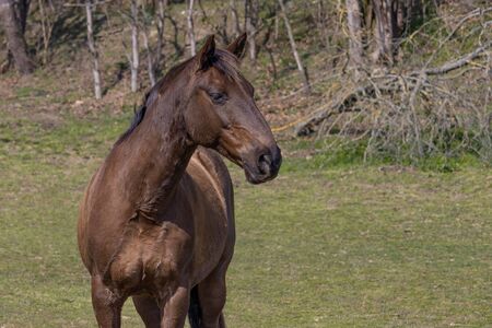 Portrait of a horse on a pasture near the forest in summer. Close up.の写真素材