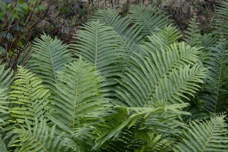 Beautiful bunch of Dryopteris plant.の写真素材