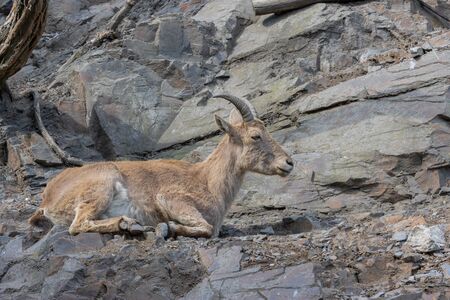 Buck of West Caucasian goat (Capra Caucasica) lying on the rock.の写真素材