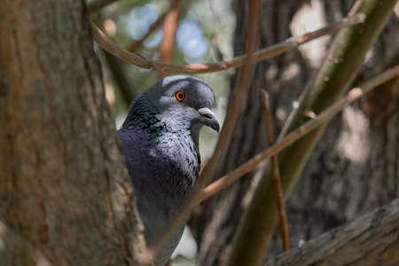 pigeon sitting in the crown of a tree among the branches. (Columba livia)