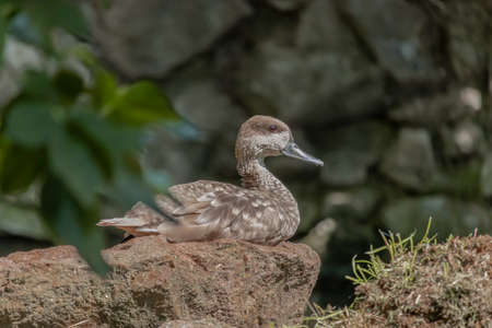 Duck sits on a stone and looks straight ahead. Brown duck with black beak. Close up.の写真素材