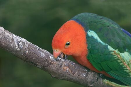 Male Australian King Parrot he stands on a branch and licks it. (Alisterus Scapularis)の写真素材