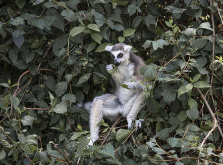 A lemur sits in the bushes and eats leaves. (Lemur catta) Lemurs appeared on Earth about 58 million years ago.の写真素材