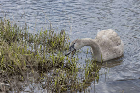 A swan eats grass by the river bank. (Cygnus) The swan inhabited stagnant and slow-flowing waters over a large area of ââEurope and in temperate areas ranging from East, North to West Asia.の写真素材