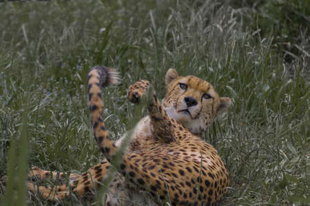 Leopard lying in the grass on his back with his tail raised. (Panthera pardus japonensis)の写真素材