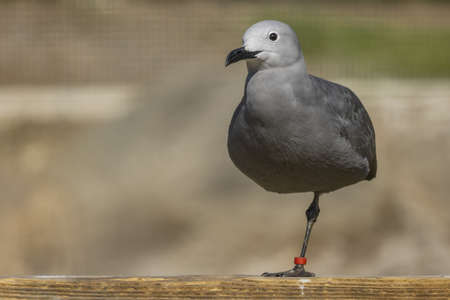View of a female inca tern standing on one leg on a blurred background. (Larosterna inca)の写真素材