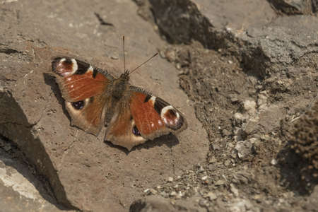 Butterfly with outstretched wings sitting on a rock. European peacock butterfly (Inachis Io)の写真素材