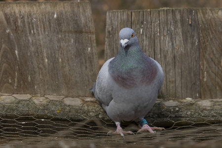 Homing pigeon, racing pigeon or domestic messenger pigeon. Pigeon standing in the background a wooden fence.の写真素材