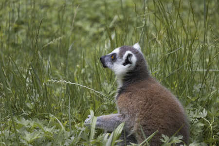 Lemur catta sits in a tall grass and looking around. (Lemur catta) Ring-tailed lemur, Madagascar
