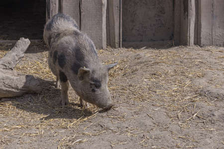 The GÃ¶ttingen minipig is a breed of small swine, (Sus scrofa domestica.) View of a mini pig in its enclosure.の写真素材