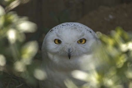 Snowy owl is a large, white owl of the true owl family. (Bubo scandiacus) View of an owl looking out...