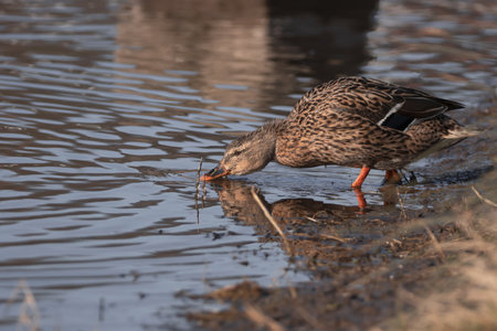 Closeup of a female mallard duck standing on the river bank and drinking water. (Anas platyrhynchos)の写真素材