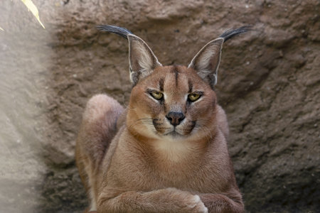 The caracal rests in his paddock and looks straight into the camera. (Caracal caracal) In the background a wallの写真素材