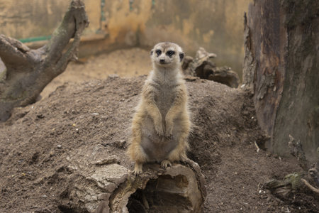 Meerkat standing on a stump in its enclosure (Suricata suricatta) Single Meerkat.の写真素材