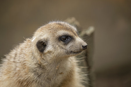Portrait of a male Meerkat whit profile. (Suricata suricatta) Single Meerkat.の写真素材