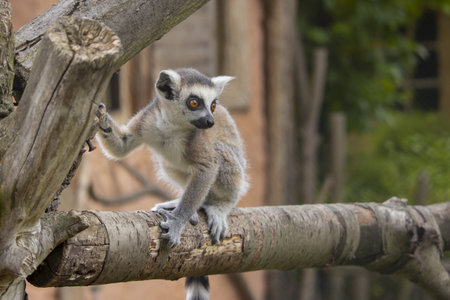 Lemur cub sitting on a branch. Closeup of a baby Ringtailed Lemur.の写真素材